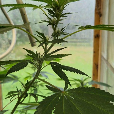 Black Jesus OG #1 growlog timeline photo