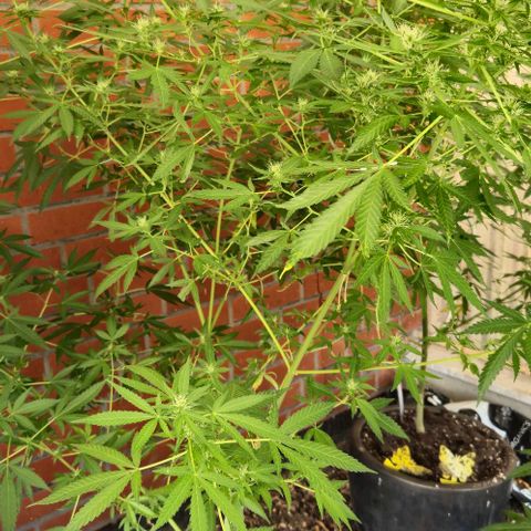 Black Jesus OG #1 growlog timeline photo