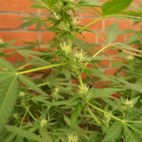 Black Jesus OG #1 growlog timeline photo