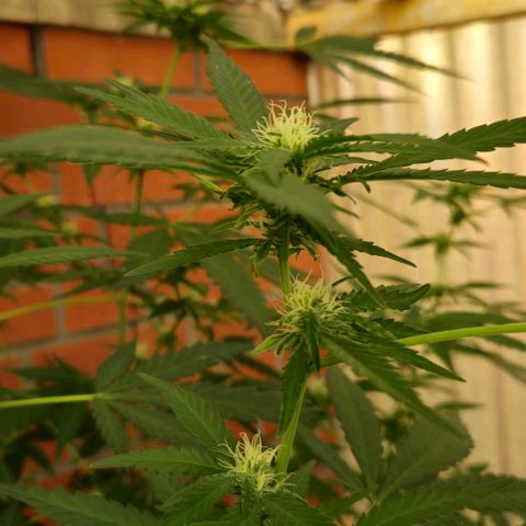 Black Jesus OG #1 growlog timeline photo