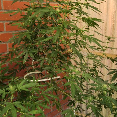 Black Jesus OG #1 growlog timeline photo