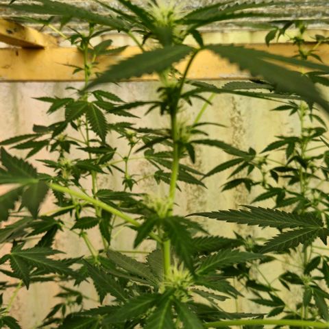 Bruce Banner 3 growlog timeline photo