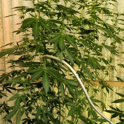 Bruce Banner 3 growlog timeline photo