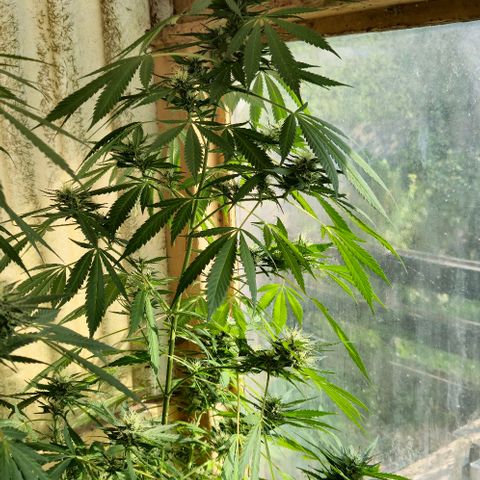 Herz OG growlog timeline photo