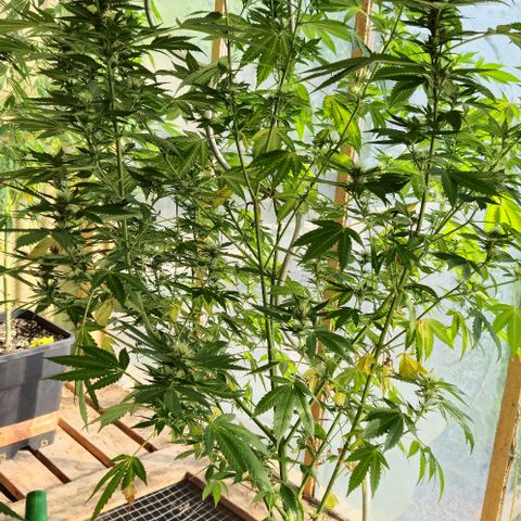 Herz OG growlog timeline photo