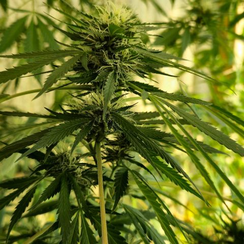 Herz OG growlog timeline photo