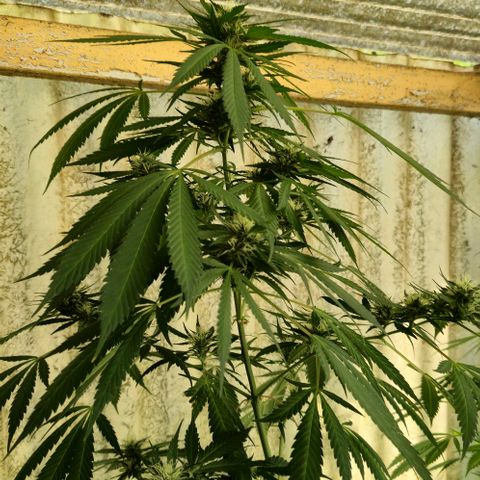 Herz OG growlog timeline photo