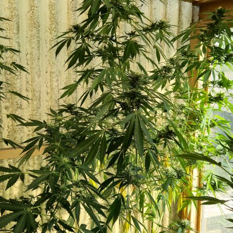 Herz OG growlog timeline photo