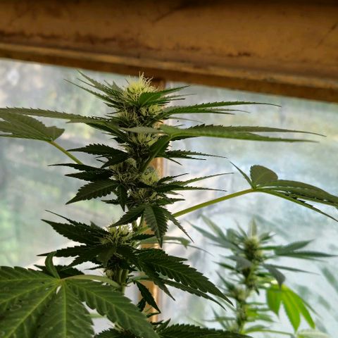 Herz OG growlog timeline photo