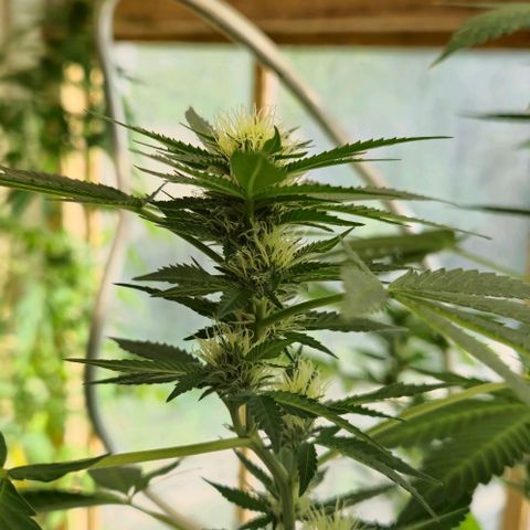 Herz OG growlog timeline photo