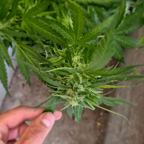 Black Jesus OG #1 growlog timeline photo