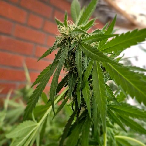 Black Jesus OG #1 growlog timeline photo