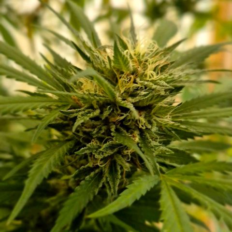 Black Jesus OG #1 growlog timeline photo