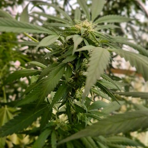 Black Jesus OG #1 growlog timeline photo