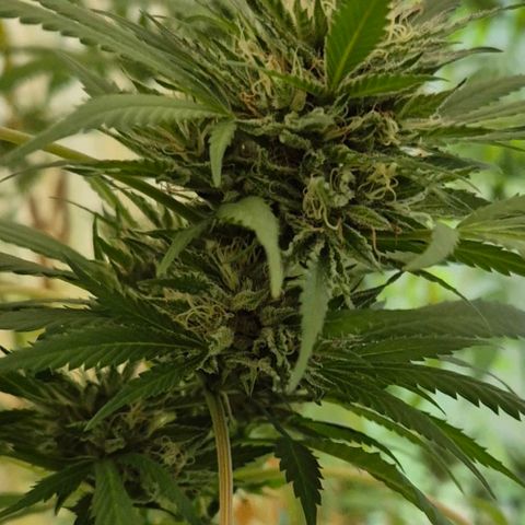 Black Jesus OG #1 growlog timeline photo