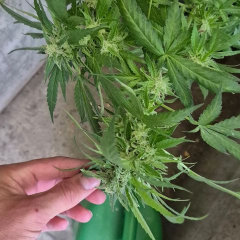 Black Jesus OG #1 growlog timeline photo