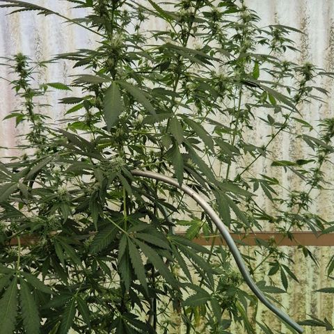 Black Jesus OG #1 growlog timeline photo
