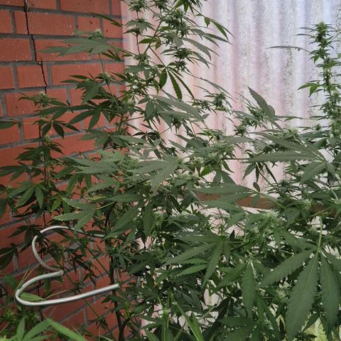 Black Jesus OG #1 growlog timeline photo