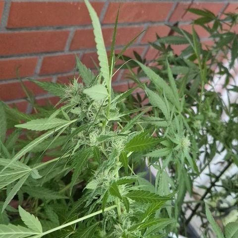 Black Jesus OG #1 growlog timeline photo