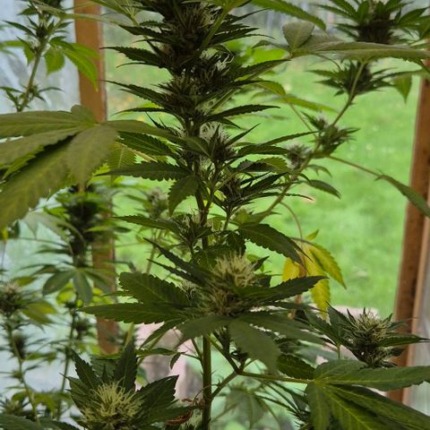 Black Jesus OG #1 growlog timeline photo