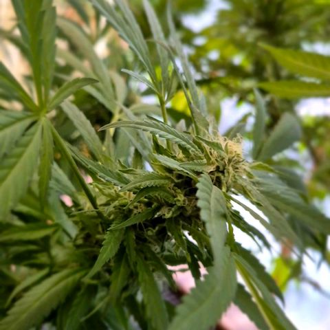 Black Jesus OG #1 growlog timeline photo