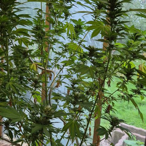 Black Jesus OG #1 growlog timeline photo