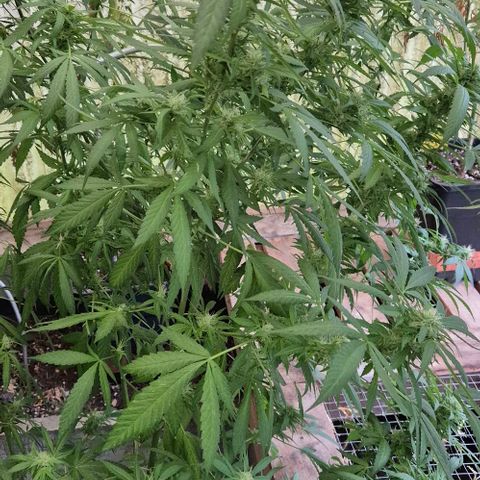 Black Jesus OG #1 growlog timeline photo