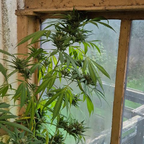 Black Jesus OG #1 growlog timeline photo