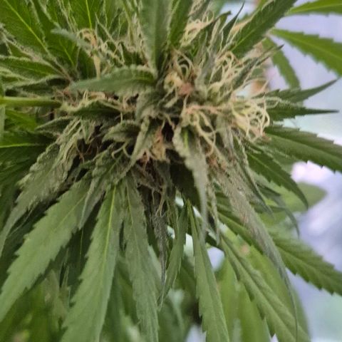 Black Jesus OG #1 growlog timeline photo