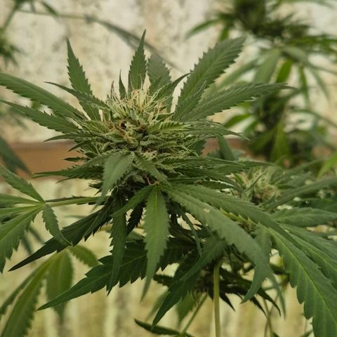 Black Jesus OG #1 growlog timeline photo