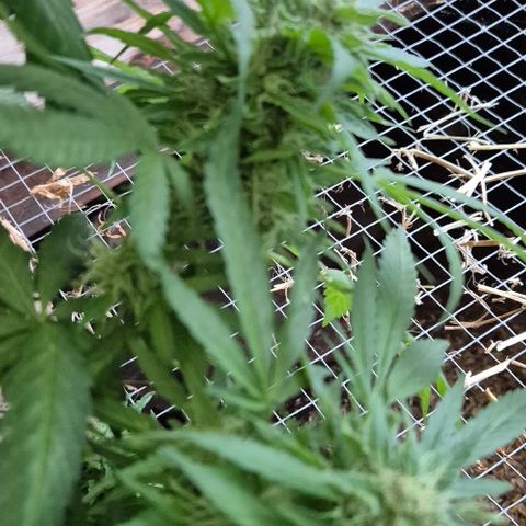 Black Jesus OG #1 growlog timeline photo