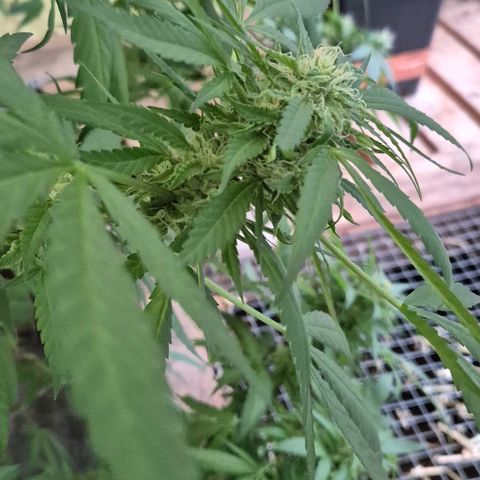 Black Jesus OG #1 growlog timeline photo
