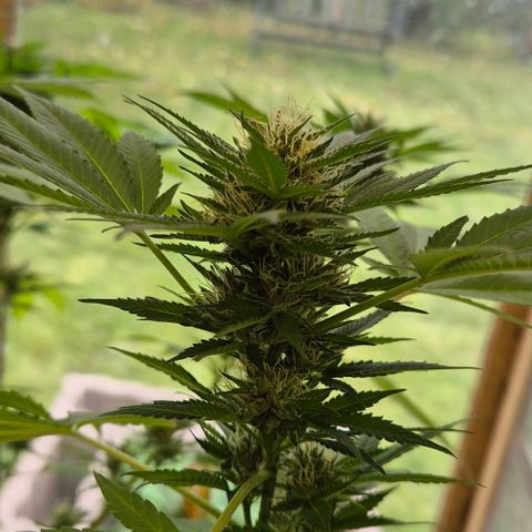 Black Jesus OG #1 growlog timeline photo