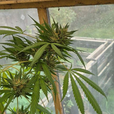 Black Jesus OG #1 growlog timeline photo