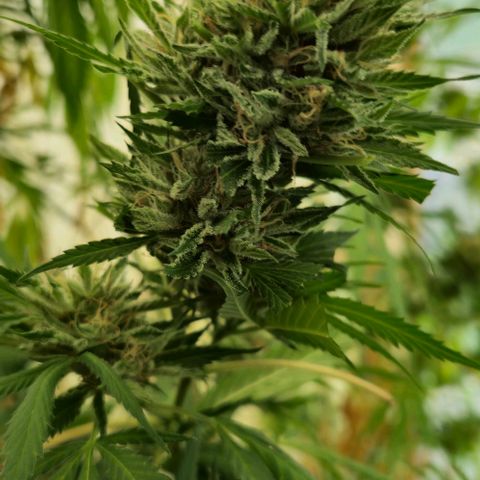 Black Jesus OG #1 growlog timeline photo