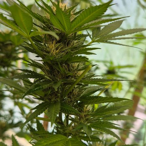 Black Jesus OG #1 growlog timeline photo
