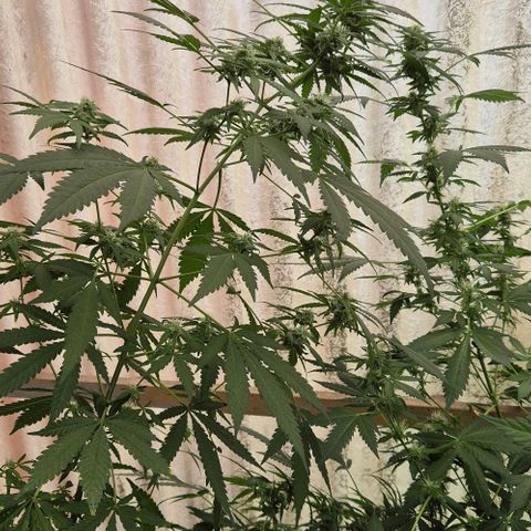 Black Jesus OG #1 growlog timeline photo