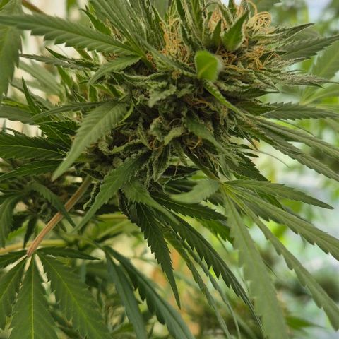 Black Jesus OG #1 growlog timeline photo
