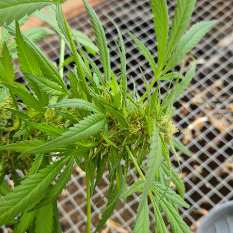 Black Jesus OG #1 growlog timeline photo