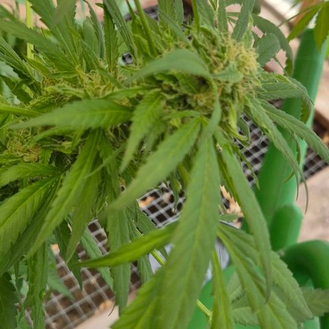 Black Jesus OG #1 growlog timeline photo