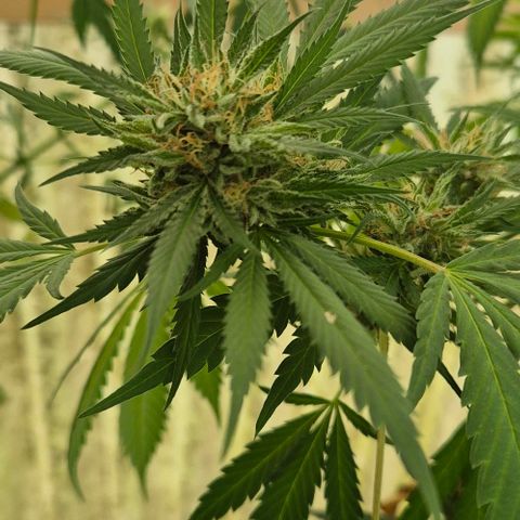 Black Jesus OG #1 growlog timeline photo