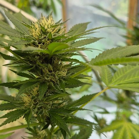 Black Jesus OG #1 growlog timeline photo