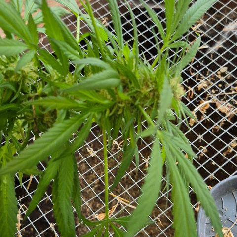 Black Jesus OG #1 growlog timeline photo
