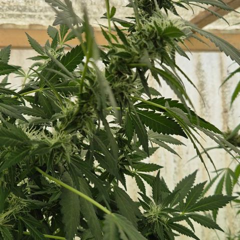 Black Jesus OG #1 growlog timeline photo