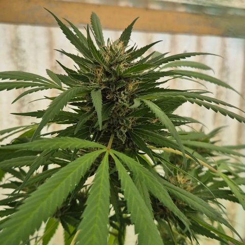 Black Jesus OG #1 growlog timeline photo