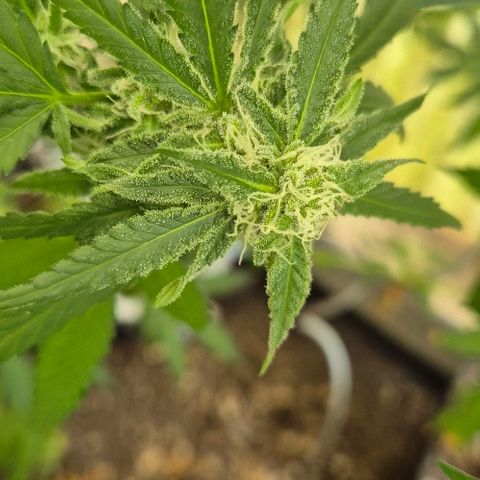 Black Jesus OG #1 growlog timeline photo