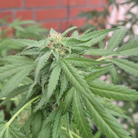 Black Jesus OG #1 growlog timeline photo