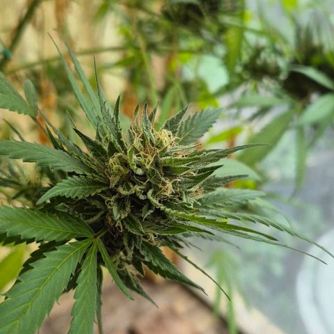 Black Jesus OG #1 growlog timeline photo