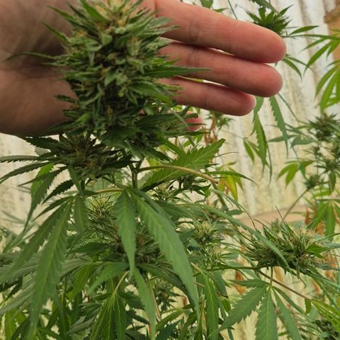 Black Jesus OG #1 growlog timeline photo