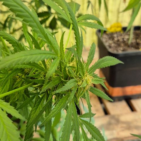 Black Jesus OG #1 growlog timeline photo
